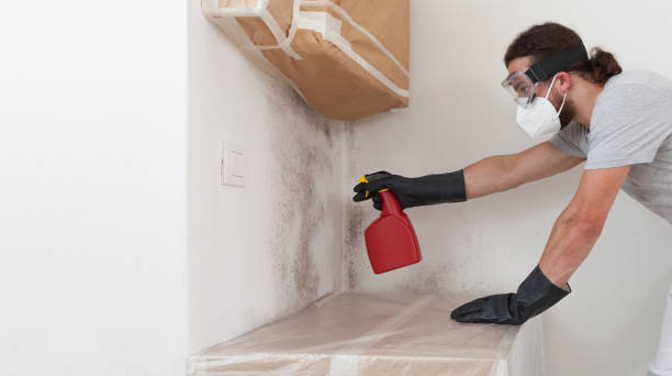 Professional Basement Mold Remediation technician working in Charlotte Hall, MD
